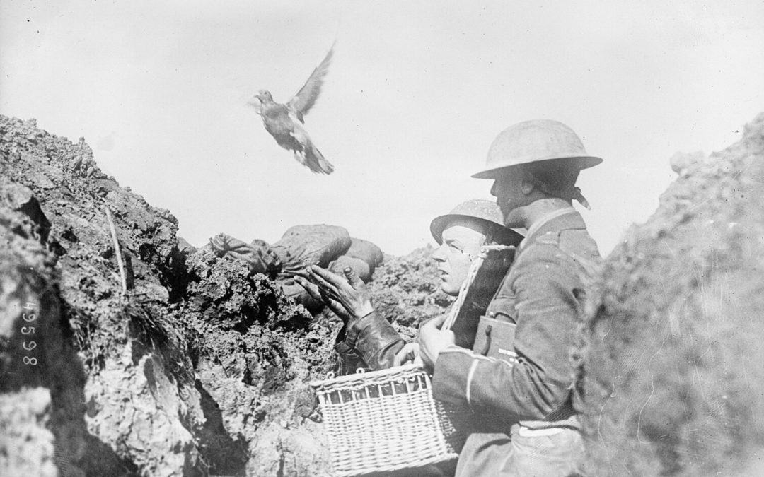 Le printemps, les pigeons… et une histoire oubliée de la Seconde Guerre mondiale